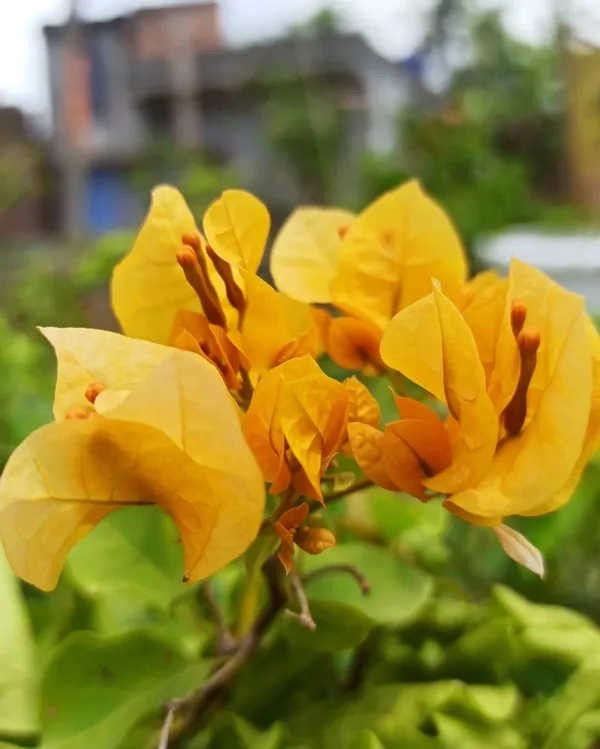 Lady_Mary_Bearing_Bougainvillea_Plant_For_Gardening