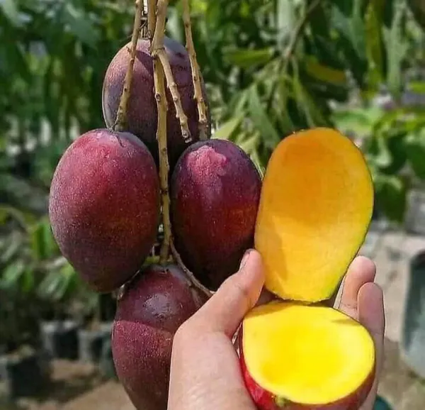 Irwin_Mango_Plant_(Hybrid_And_Grafted)