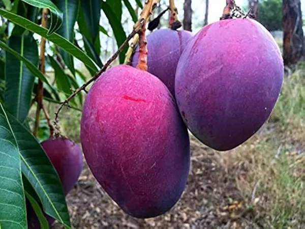 Irwin_Mango_Plant_(Hybrid_And_Grafted)