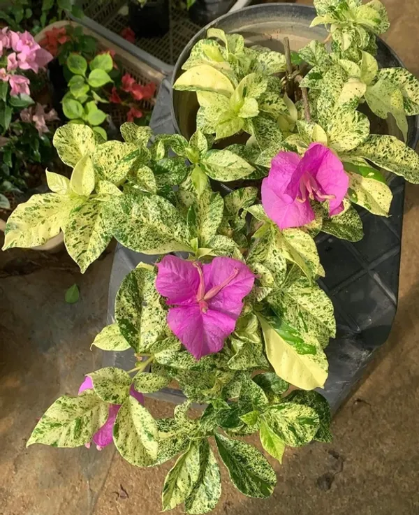 Tambunan_Beauty_Bougainvillea_Plant_For_Gardening