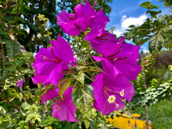 Tambunan_Beauty_Bougainvillea_Plant_For_Gardening