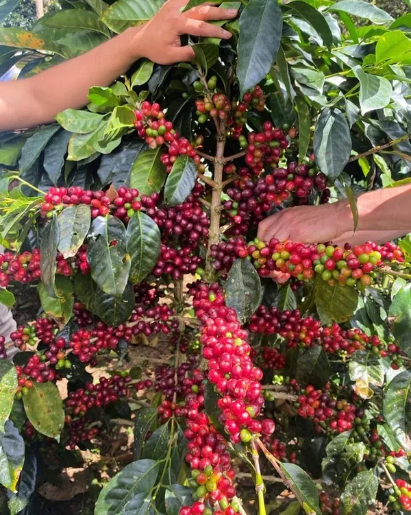 Coffee_Plant