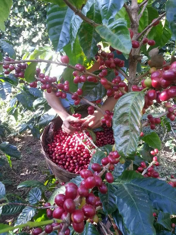 Coffee_Plant