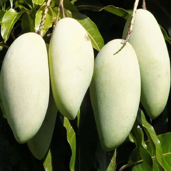 Honeydew_Mango_(Hybrid_And_Grafted)