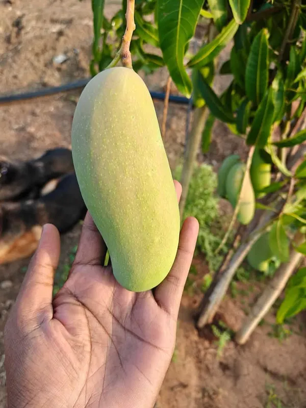 Honeydew_Mango_(Hybrid_And_Grafted)