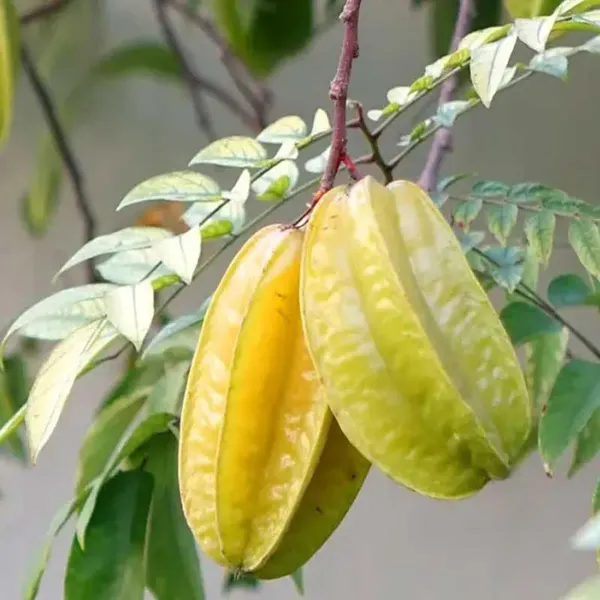 Thai-Sweet-Star-Fruit-Carambola-Kamranga-Amrak-Grafted-Live-Plant