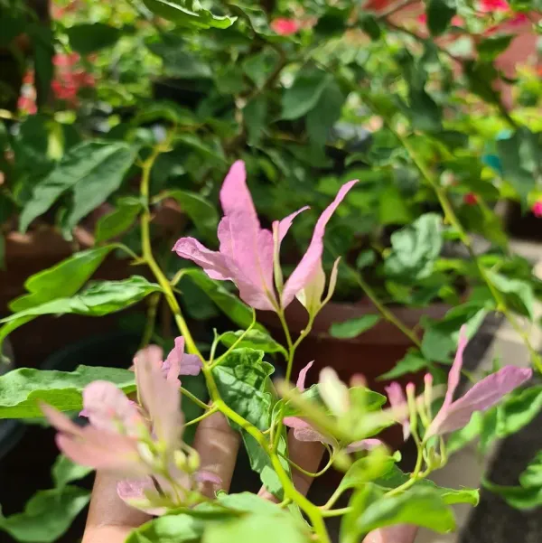 Spider_Bougainvillea_Plant_For_Gardening
