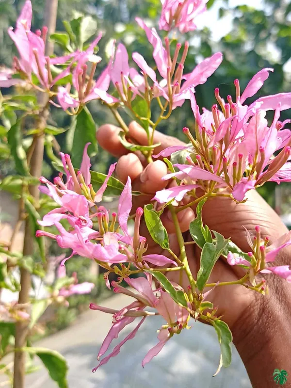 Spider_Bougainvillea_Plant_For_Gardening