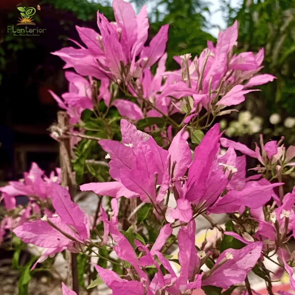 Spider_Bougainvillea_Plant_For_Gardening