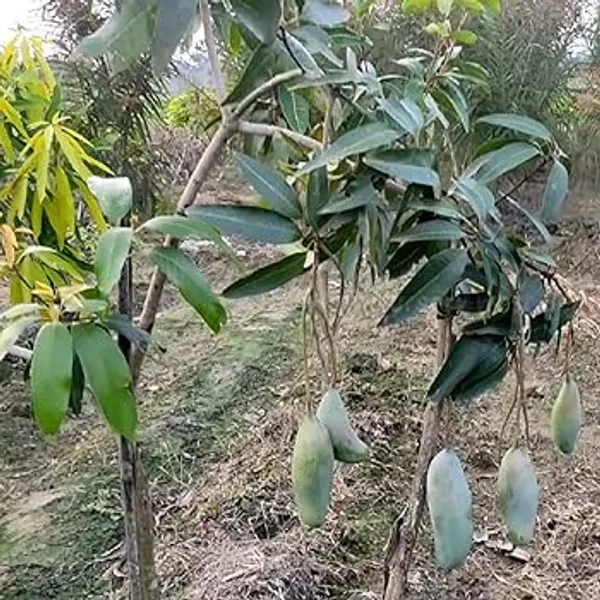 Three_Taste_Mango_Plant_(Hybrid_And_Grafted)