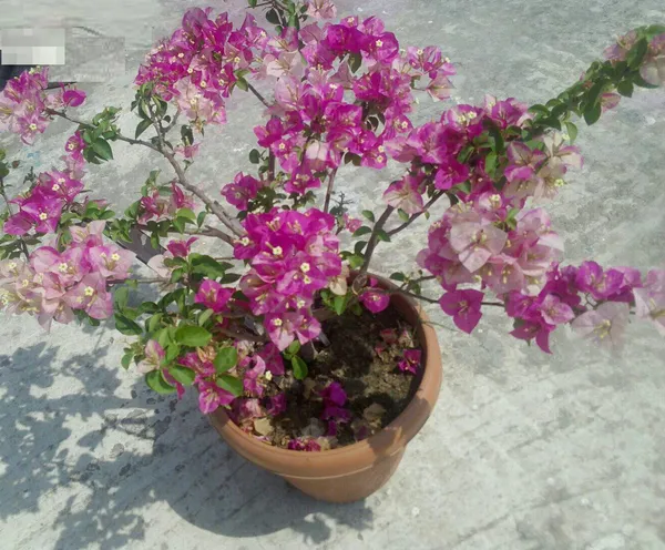 Wajid_Ali_Sha_Bougainvillea_Plant_For_Gardening