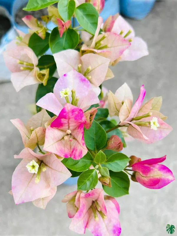 Wajid_Ali_Sha_Bougainvillea_Plant_For_Gardening
