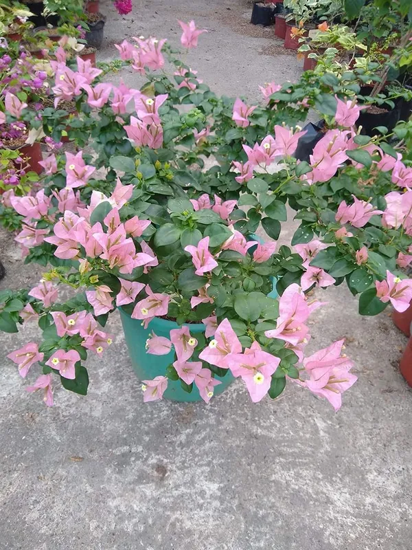 Brizza_Glosy_Bougainvillea_Plant_For_Gardening