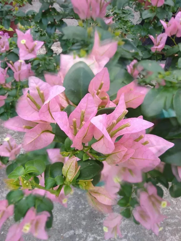 Brizza_Glosy_Bougainvillea_Plant_For_Gardening