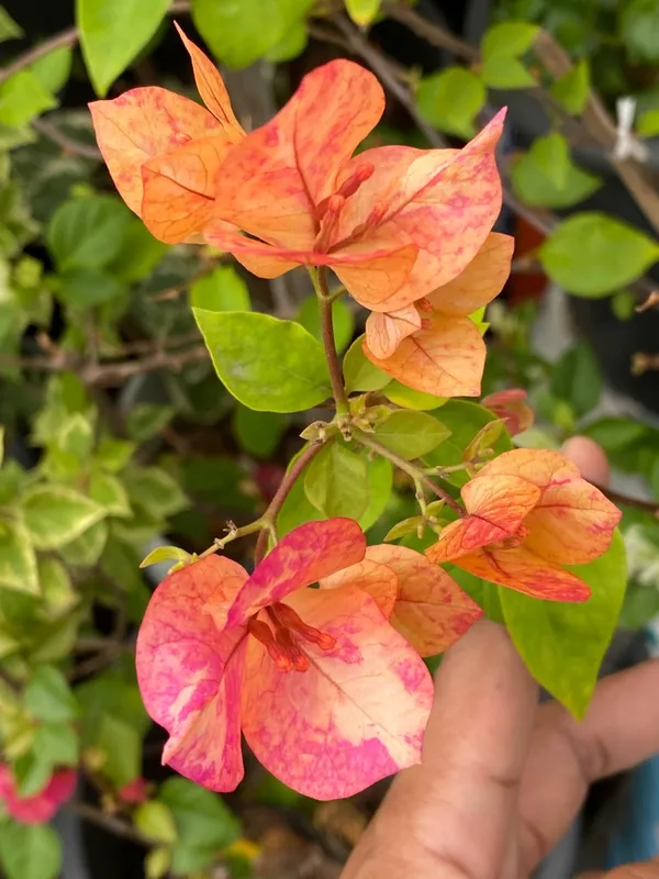 Orange_September_Bougainvillea_Plant_For_Gardening