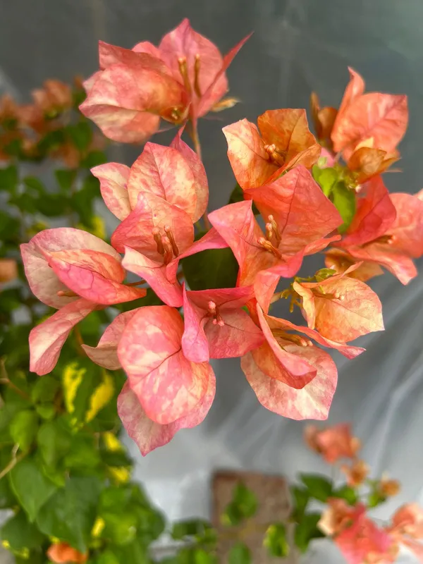Orange_September_Bougainvillea_Plant_For_Gardening