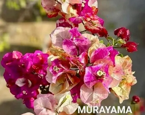 Murayama_Bougainvillea_Plant_For_Gardening