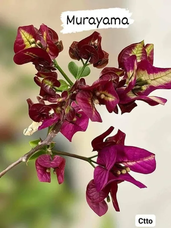 Murayama_Bougainvillea_Plant_For_Gardening