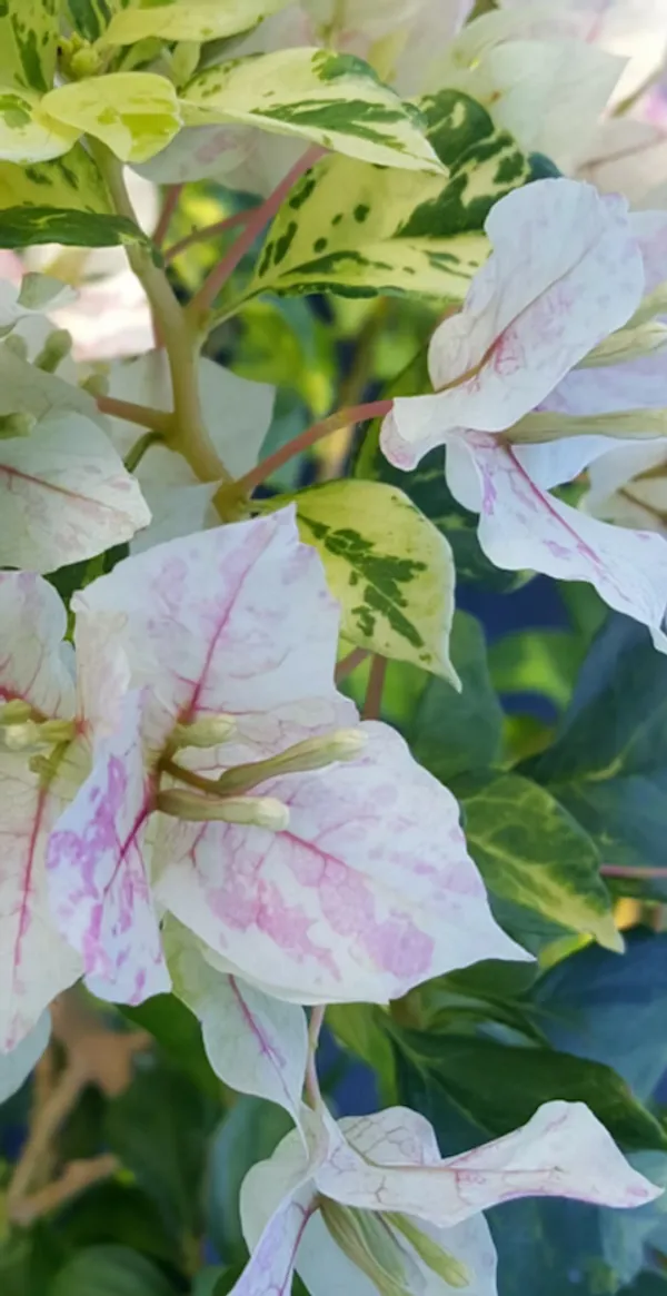 Sunstone_White_Bougainvillea_Plant_For_Gardening