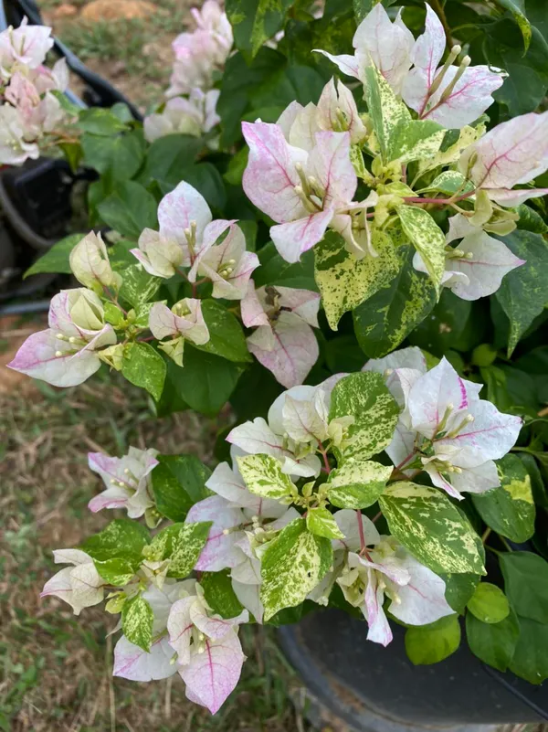 Sunstone_White_Bougainvillea_Plant_For_Gardening