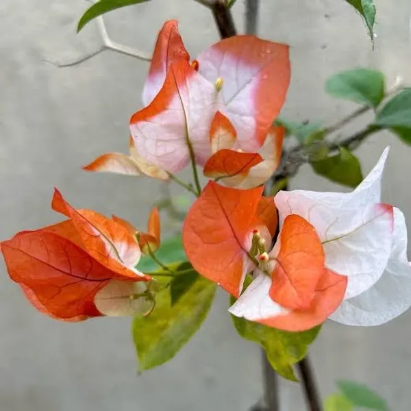 Maharani_Bougainvillea_Plant_For_Gardening