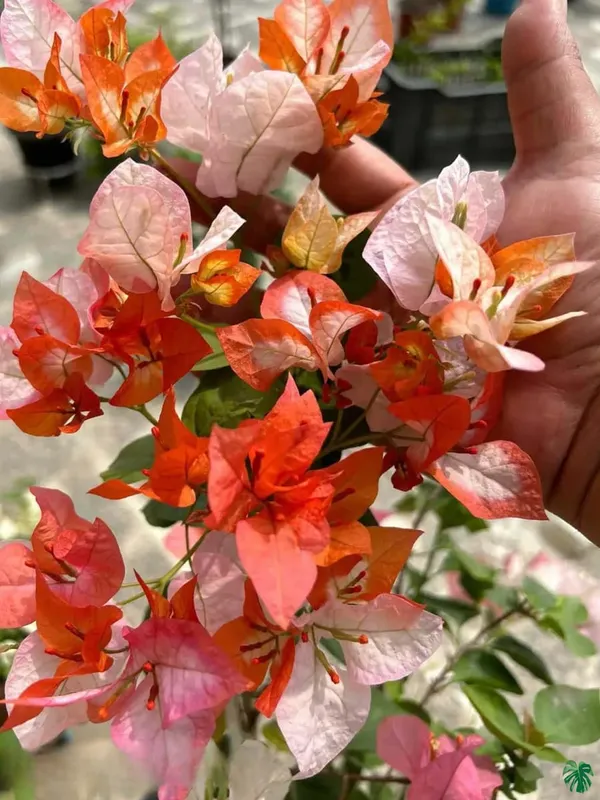 Maharani_Bougainvillea_Plant_For_Gardening