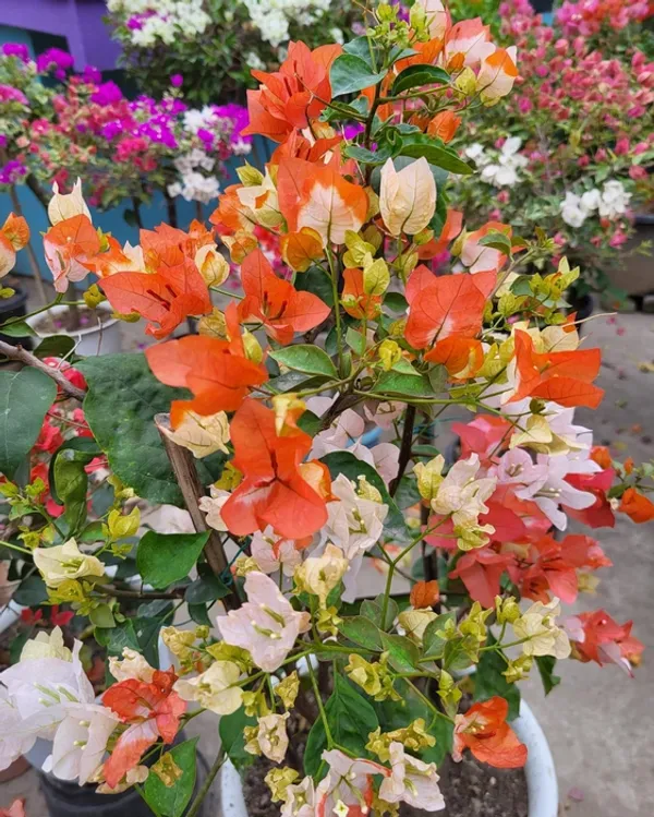 Maharani_Bougainvillea_Plant_For_Gardening