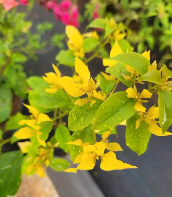 Foxtail_Yellow_Bougainvillea_Plant_For_Gardening