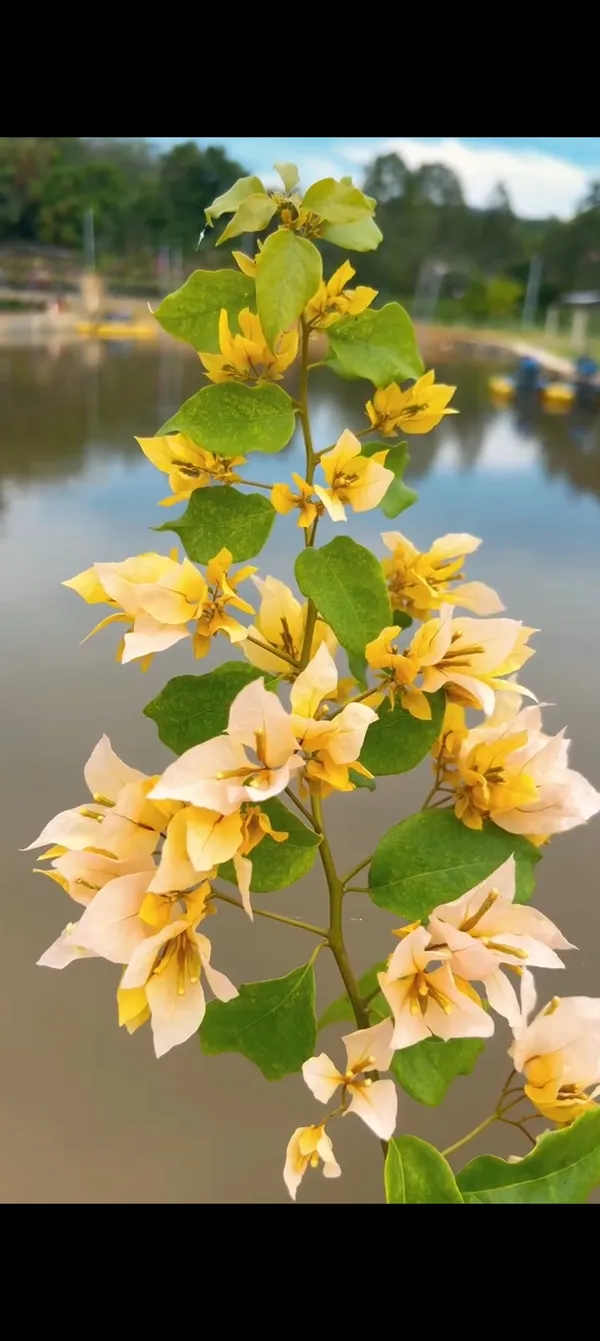 Foxtail_Yellow_Bougainvillea_Plant_For_Gardening