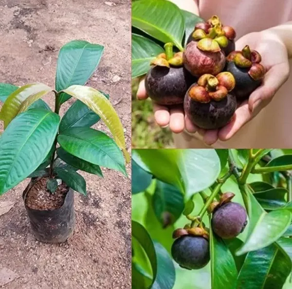Mangosteen_Fruit_Plant