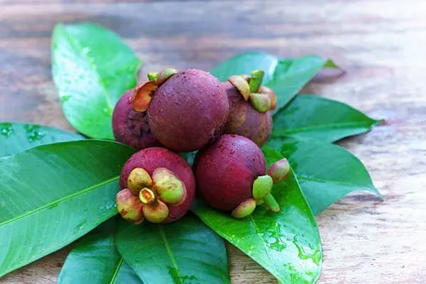 Mangosteen_Fruit_Plant