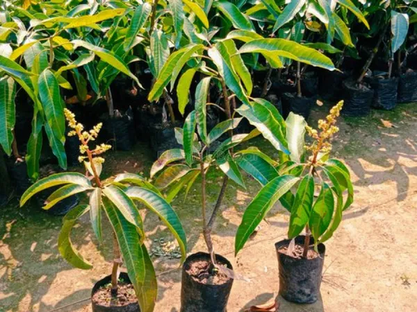 Sindur_Kota_Mango_Plant_(Hybrid_And_Grafted)