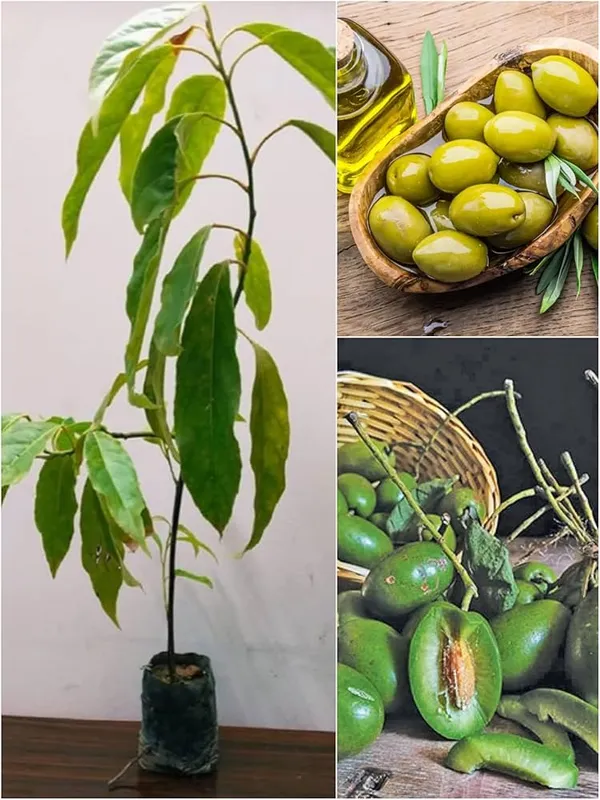 Indian_Verity_Olive_Plant