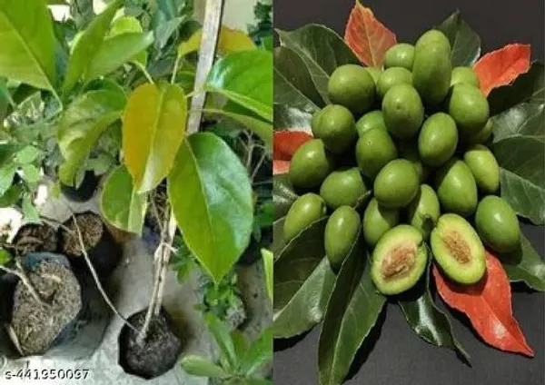 Indian_Verity_Olive_Plant