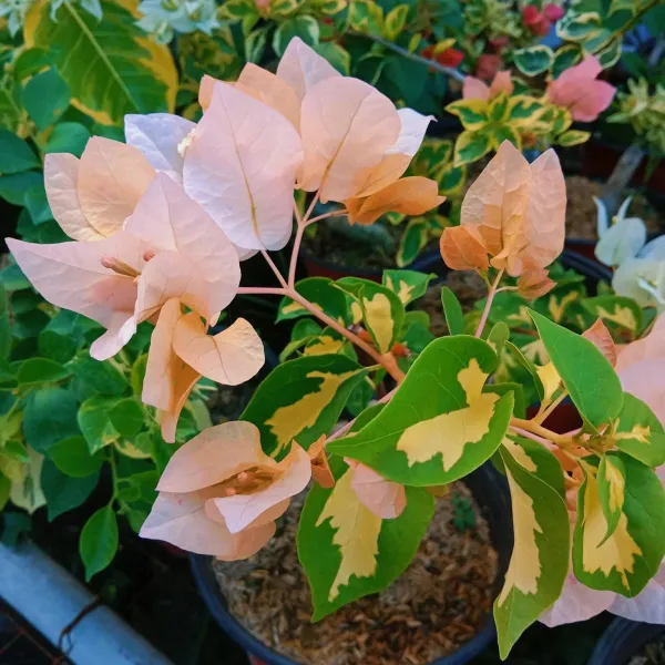 Thimma_Yellow_Bougainvillea_Plant_For_Gardening