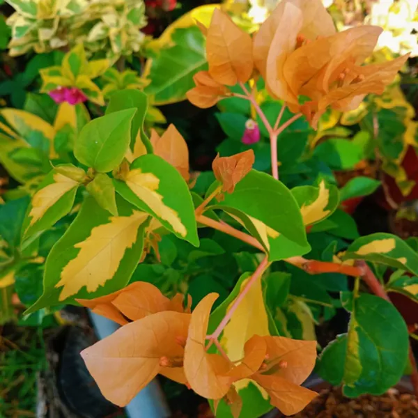 Thimma_Yellow_Bougainvillea_Plant_For_Gardening