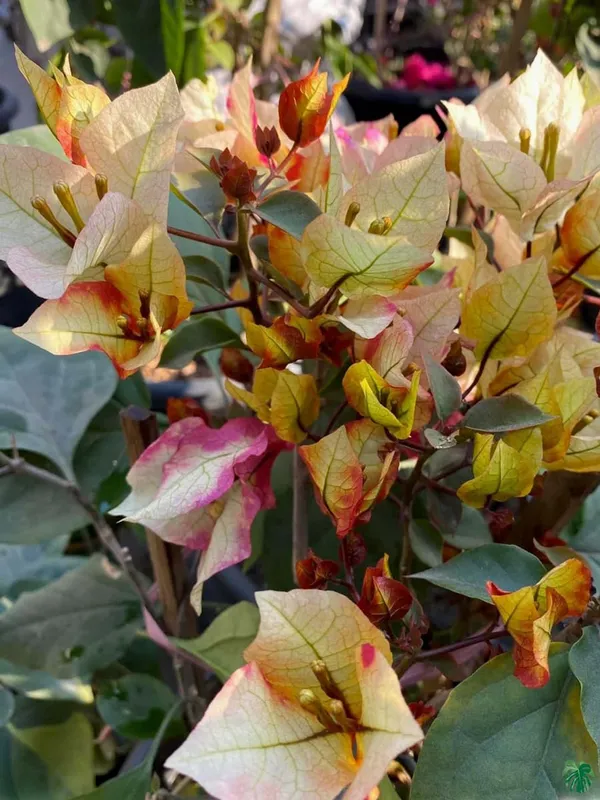 7-Star_Bougainvillea_Plant_For_Gardening