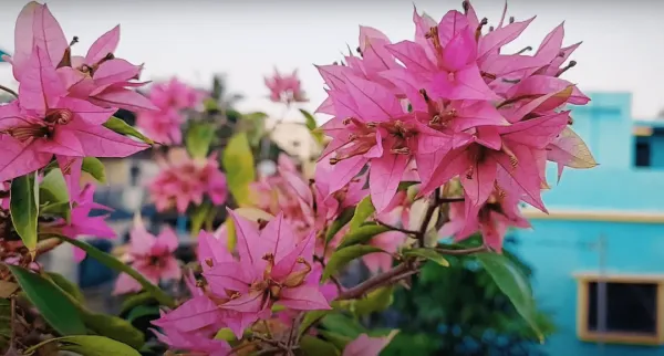 Jinna_Bharat_Bougainvillea_Plant_For_Gardening