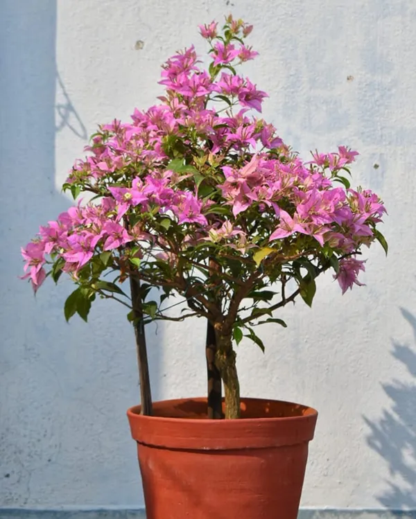Jinna_Bharat_Bougainvillea_Plant_For_Gardening