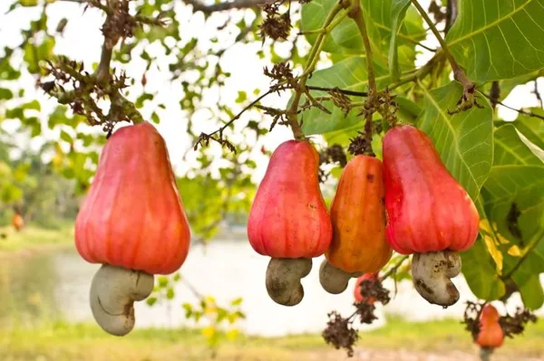 Vri-3-Kaju-Cashew-Nut-Anacardium-Fruit-Live-Plant