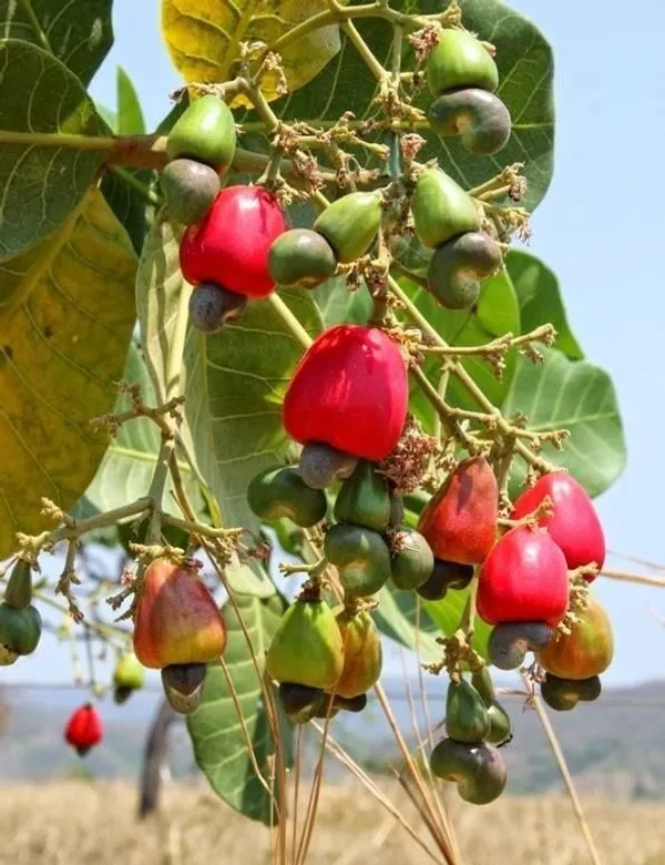 Vri-3-Kaju-Cashew-Nut-Anacardium-Fruit-Live-Plant