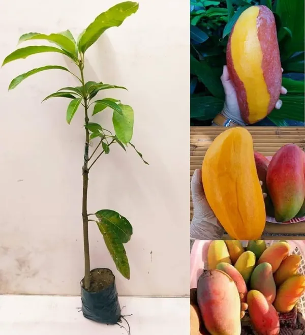 Red_Banana_Mango_Plant_(Hybrid_And_Grafted)