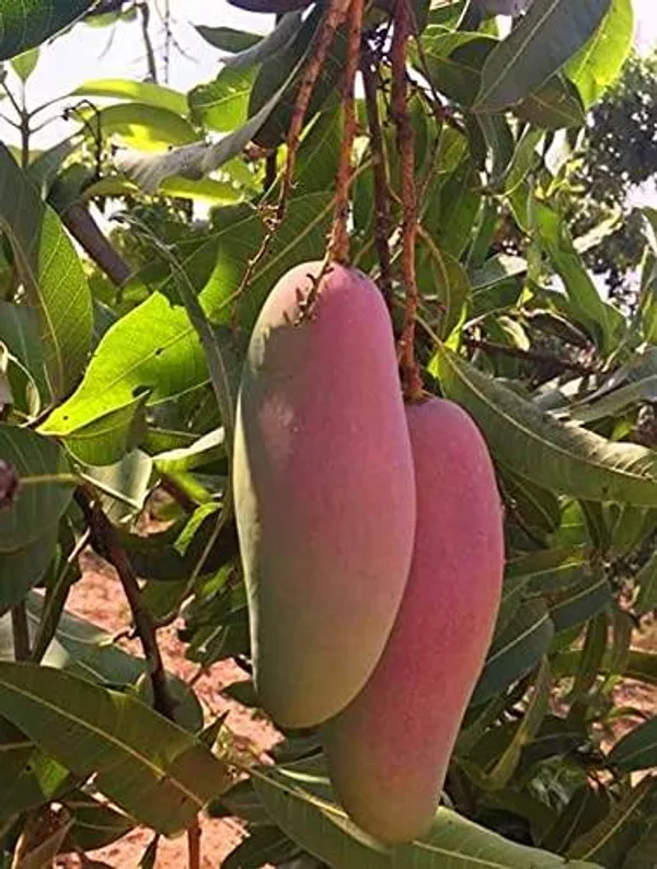 Red_Banana_Mango_Plant_(Hybrid_And_Grafted)