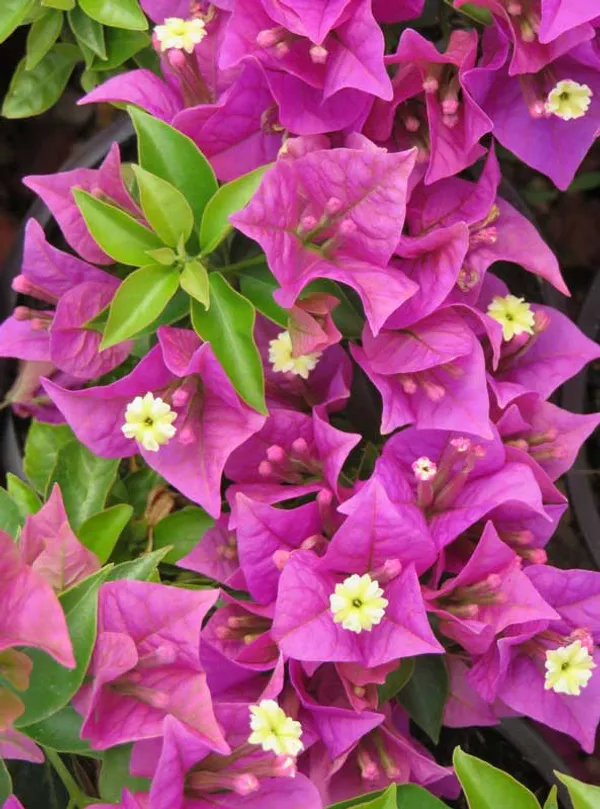 Twisted_Purple_Bougainvillea_Plant_For_Gardening