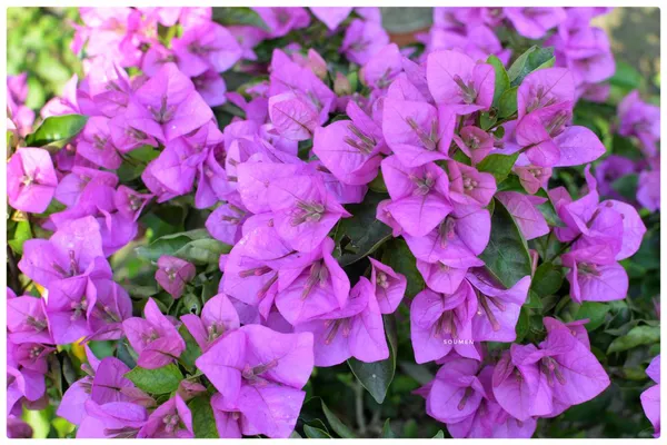 Twisted_Purple_Bougainvillea_Plant_For_Gardening