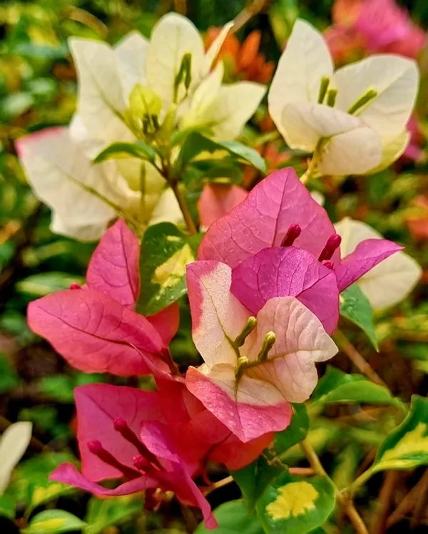 Thima_Peach_Bougainvillea_Plant_For_Gardening