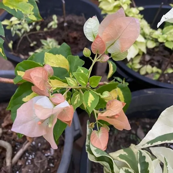 Thima_Peach_Bougainvillea_Plant_For_Gardening