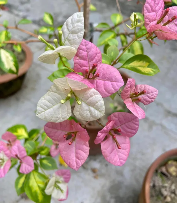 Thima_Peach_Bougainvillea_Plant_For_Gardening