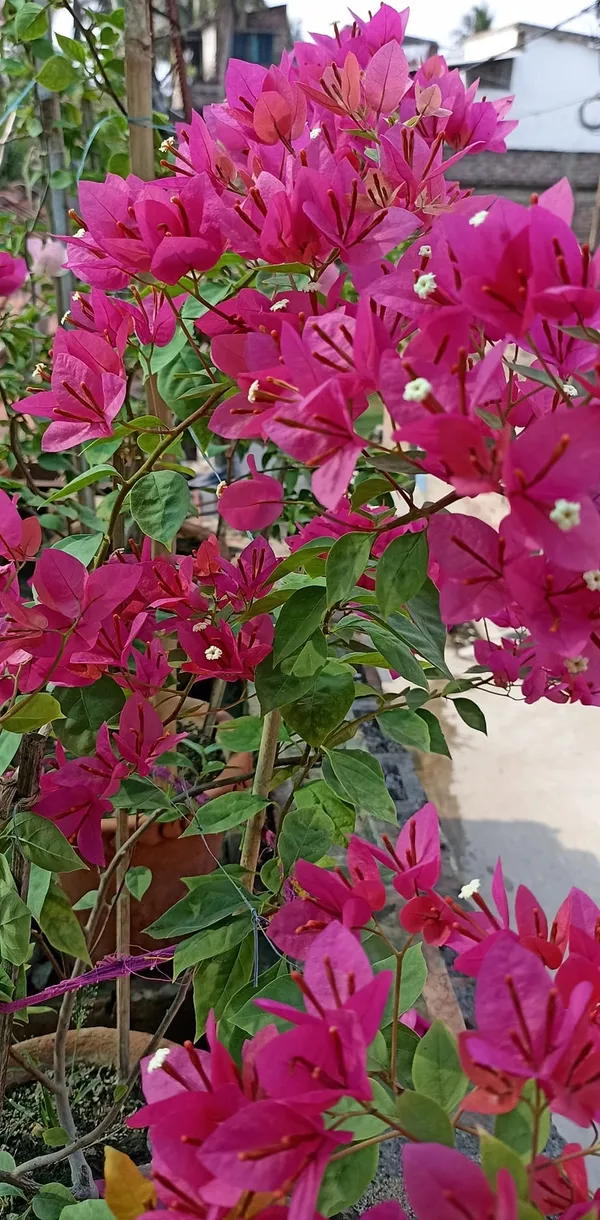 Bishaka_Bougainvillea_Plant_For_Gardening