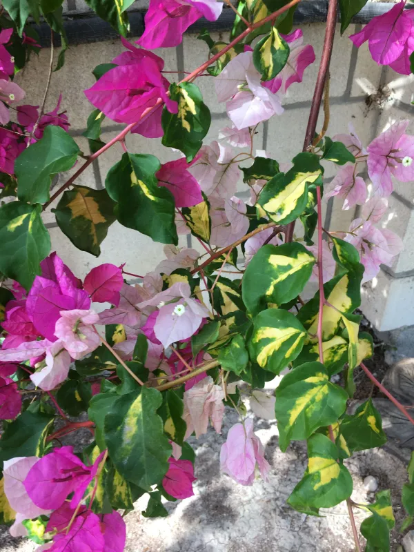 Thimma_Pink_Bougainvillea_Plant_For_Gardening